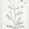 Onobrychis, foliis viciae, fructu echinato major = Onobriche = Sain-foin.