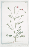 Onobrychis, foliis viciae, fructu echinato major = Onobriche = Sain-foin.