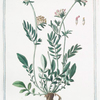 Vulneraria, flore ppurpurascente = Vulneraria = Vulneraire. [Kidney vetch]