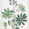 Lupinus pergrinus major, vel villosus = Lupino é Fusaglia = Lupin.