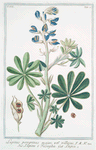 Lupinus pergrinus major, vel villosus = Lupino é Fusaglia = Lupin.