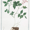 Orobus auberosus, foliis pinnatis lanceolatis = Orobi salvatici = Orobe.