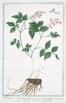 Orobus auberosus, foliis pinnatis lanceolatis = Orobi salvatici = Orobe.