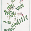 Orobus sylvaticus, viciae foliis = Orobo salvatico = Orobe.