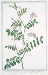 Orobus sylvaticus, viciae foliis = Orobo salvatico = Orobe.
