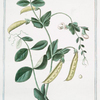 Pisum, hortense majus, flore fructuque albo = Pisello bianco = Pois. [Garden pea]