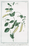 Pisum, hortense majus, flore fructuque albo = Pisello bianco = Pois. [Garden pea]