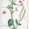 Lathyrus sylvestris major = Cicerchia salvatica. [flat peavine; narrow leaved everlasting pea]