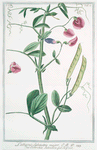 Lathyrus sylvestris major = Cicerchia salvatica. [flat peavine; narrow leaved everlasting pea]