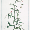 Clymenum,  vexillo rubro labialibus = Climeno = Lathyrus Clymenum.
