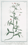 Clymenum,  vexillo rubro labialibus = Climeno = Lathyrus Clymenum.