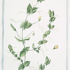 Aphaca = Viccia lutea = Afaca = Lathyrus Aphaca.[yellow peavine; yellow-flowered pea]