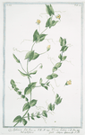 Aphaca = Viccia lutea = Afaca = Lathyrus Aphaca.[yellow peavine; yellow-flowered pea]