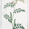 Vicia sativa,  vulgaris semine nigro = Veccia comune = Vesse. [common vetch; winter tares; spring vetch]