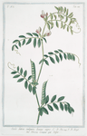 Vicia sativa,  vulgaris semine nigro = Veccia comune = Vesse. [common vetch; winter tares; spring vetch]