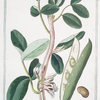Faba, flore candido, lituris nigris conspicuo = Fava grossa = Fave. {Fava bean