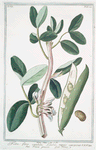 Faba, flore candido, lituris nigris conspicuo = Fava grossa = Fave. {Fava bean