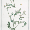 Ornithopodium Scorpioides, siliqua compressa = Ornitopodio, e Scorpioide = Pied d'Oiseau. [yellow crownvetch; annual scorpion vetch]