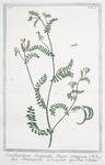 Ornithopodium Scorpioides, siliqua compressa = Ornitopodio, e Scorpioide = Pied d'Oiseau. [yellow crownvetch; annual scorpion vetch]