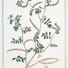 Ferrum equinum Siliqua multiplici = Sferra-cavallo = Fer de Cheval.
