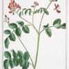 Hedysarum Clypeatum = Edifaro Romano = Sain foin. [sweetvetch; French honeysuckle]
