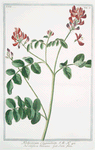 Hedysarum Clypeatum = Edifaro Romano = Sain foin. [sweetvetch; French honeysuckle]