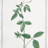 Hedysarum canadense triphyllum = Sinfito = Sainfoin.