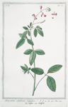 Hedysarum canadense triphyllum = Sinfito = Sainfoin.