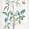Trifolium bitumen redolens = Trifolio = Trefle.[Trefoil, Clover]