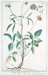 Trifolium bitumen redolens = Trifolio = Trefle.[Trefoil, Clover]