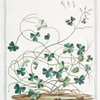 Trifolium. Subterraneum Riv. = Trifolio = Trefle. [Subterranean clover]