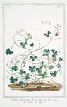 Trifolium. Subterraneum Riv. = Trifolio = Trefle. [Subterranean clover]