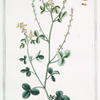 Melilotus Italica, folliculis rotondis = Meliloto maggiore = Melilot. [Sweet clover from Italy]