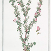 Anonis spinosa, flore purpureo = Anonide spinosa = Arrête Boeuf. [Ononis, Spiny restharrow]