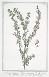 Anonis spinosa, flore purpureo = Anonide spinosa = Arrête Boeuf. [Ononis, Spiny restharrow]