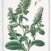 Anonis sicula, Alapecuroides = Anonide Siciliana. [Ononis alopecuroides, Sicilian Restharrow]