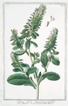 Anonis sicula, Alapecuroides = Anonide Siciliana. [Ononis alopecuroides, Sicilian Restharrow]
