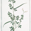 Foenum graecum sativum = Fien-greco = Fenu-grec. [Fenugreek]