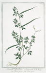 Foenum graecum sativum = Fien-greco = Fenu-grec. [Fenugreek]