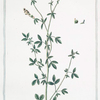 Medica major erectior = Trifoglio torchino = Luserne. [Medicago sativa, Alfalfa]