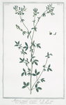 Medica major erectior = Trifoglio torchino = Luserne. [Medicago sativa, Alfalfa]
