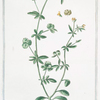 Medicago vulnerariae facie Cretica = Orechia di sorce = La Luserne.