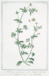 Medicago vulnerariae facie Cretica = Orechia di sorce = La Luserne.