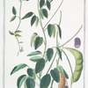 Phaseolus Indicus, maximus siliqua erecta = Fagioli grossi = Haricot. [Indian kidney bean]
