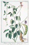 Phaseolus Indicus, maximus siliqua erecta = Fagioli grossi = Haricot. [Indian kidney bean]