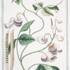 Phaseolus Indicus, cochleato flore = Fagiuolo Indico = Haricot.