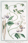 Phaseolus Indicus, cochleato flore = Fagiuolo Indico = Haricot.
