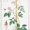 Glycine, foliis impari-pinnatis ovatis, lanceolatis = Astragalo perenne fiore odoroso = Astragale. [Milkvetch]