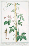 Glycine, foliis impari-pinnatis ovatis, lanceolatis = Astragalo perenne fiore odoroso = Astragale. [Milkvetch]
