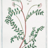 Astragalus, supinus, siliquis, villosis, gelomeratis = Astralago di Spagna = Astragale. {Milkvetch